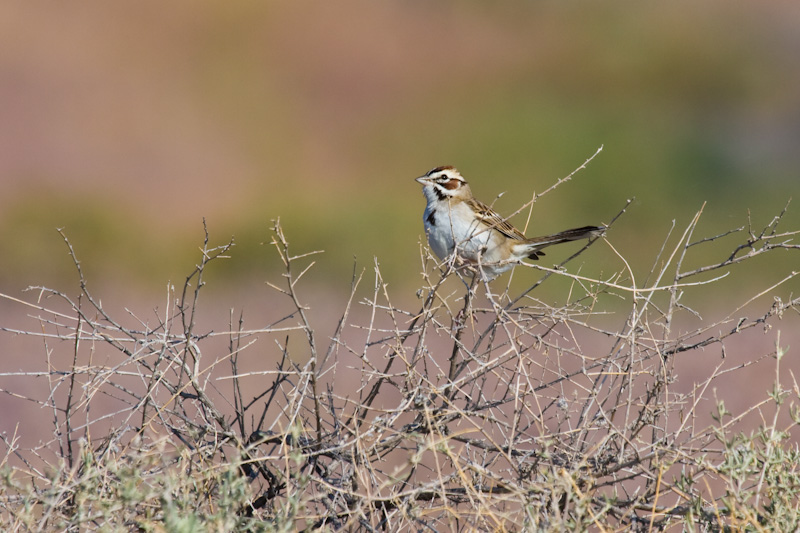 Clay-Colored Sparrow